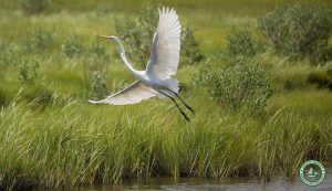 Cattus Island County Park