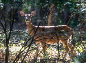Cattus Island County Park