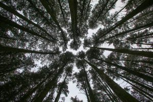 Wells Mills County Park