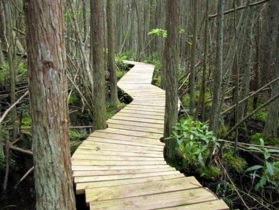 Cattus Island County Park