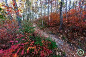 Wells Mills County Park