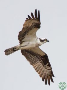 Cattus Island County Park