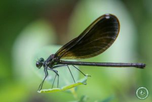 Wells Mills County Park