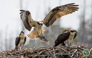 Cattus Island County Park