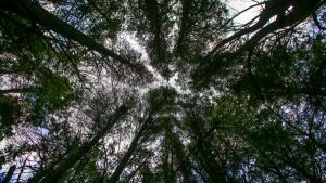 Barnegat Branch Trail