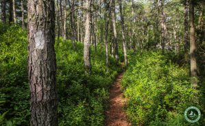 Wells Mills County Park