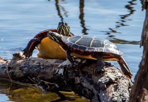 Wells Mills County Park