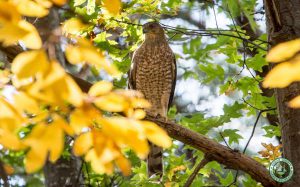 Cattus Island County Park