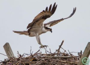 Cattus Island County Park