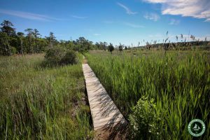 Cattus Island County Park