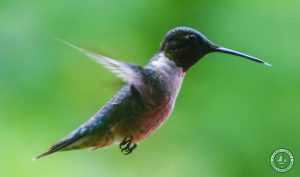 Jakes Branch County Park