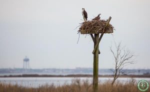 Cattus Island County Park